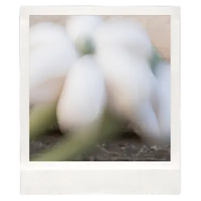 el verano que nos escribimos